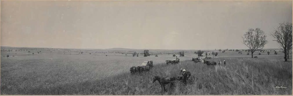 A black and white photograph of a landscape. The sky is clear with no clouds. The ground is mostly flat with long grass. There are horses and cows scattered across the landscape. There are two trees with no leaves in the back right hand corner.