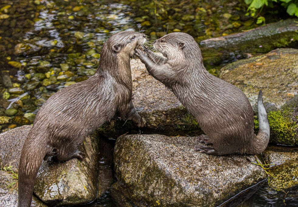 Two otters at the Woodland Park Zoo