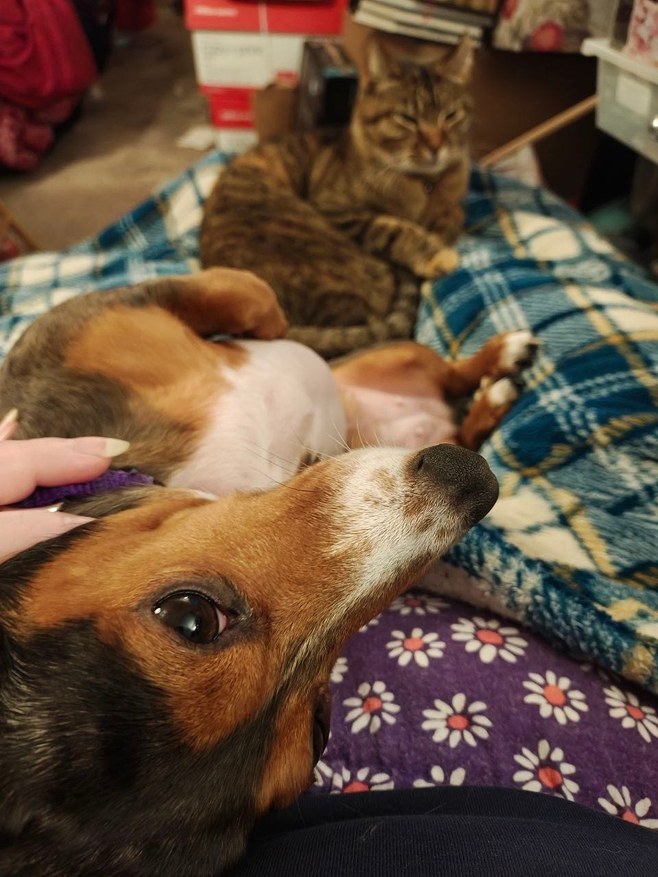 Close-up photo of a relaxed small brown-and-black dog lying belly-up on a person’s lap while being petted, with a tabby cat lounging just behind them on a blue plaid blanket. The dog looks toward the camera with one visible eye, and the cozy indoor scene has a warm, sleepy feel. Close-up photo of a relaxed small brown-and-black dog lying belly-up on a person’s lap while being petted, with a tabby cat lounging just behind them on a blue plaid blanket. The dog looks toward the camera with one visible eye, and the cozy indoor scene has a warm, sleepy feel.
