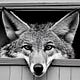 Coyote de Ventanas