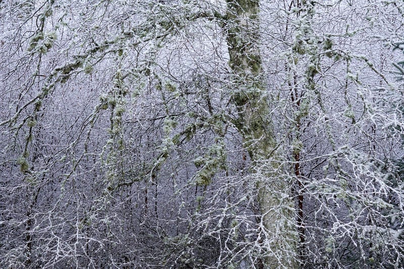 White hoar frost on the intricate branches of a mature birch tree; purplish white contrasts with grey green lichen