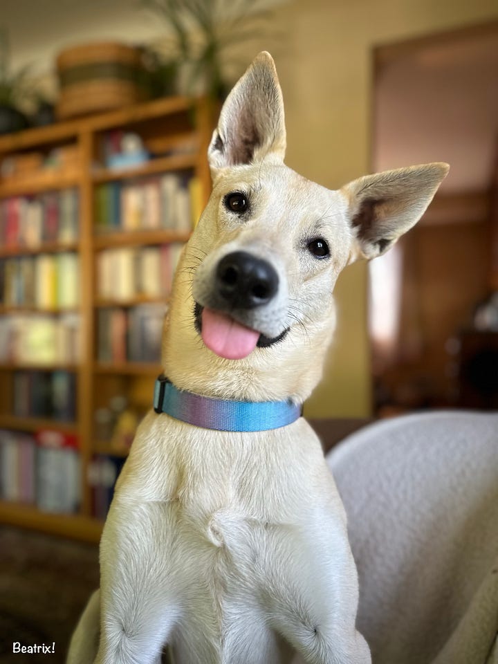 B, cream-colored and looking a bit like a Shina Ibu dog, tilts her head to the left, looking directly at the camera; Uša, a black lab-looking mutt, stares at the camera and B is in the background.