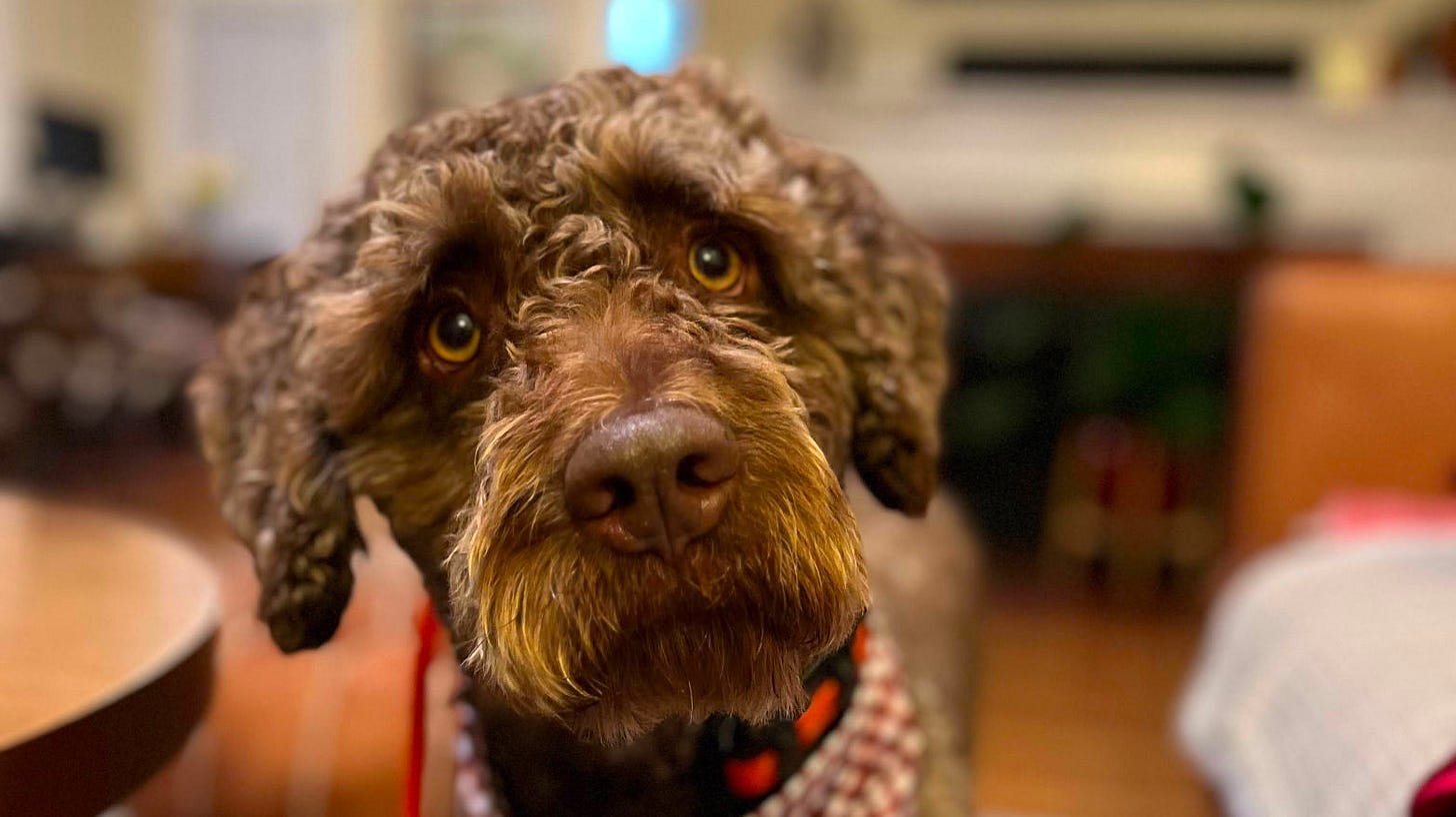 A curly-coated brown Spanish Water Dog looks directly at the camera with large amber eyes, head slightly tilted.