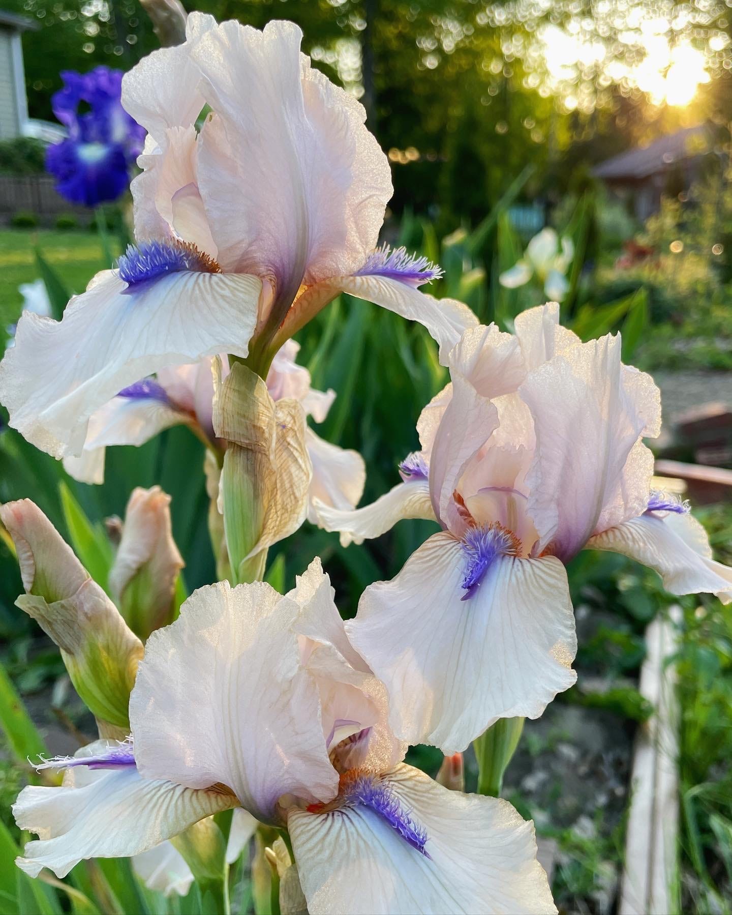 Delicate pink Iris ‘Concertina’