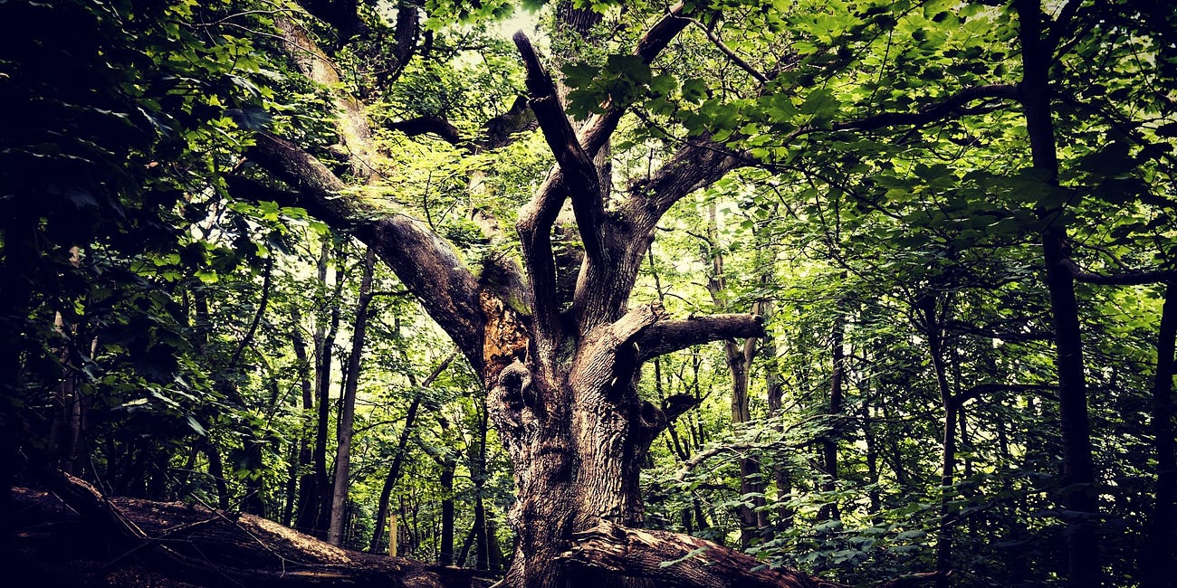 Trees That Save Mankind