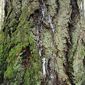Tree and Waterfall: A 10-Minute Qigong Practice to Calm and Invigorate the Nervous System