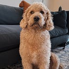 He didn't even know where the dog food was.