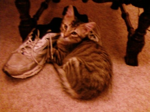 Chase_Sneaker_Shoes Chase_Sneaker_Shoes