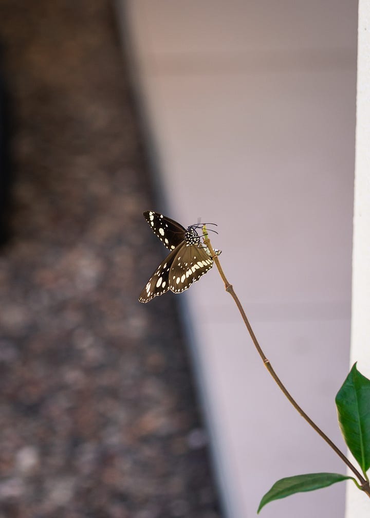 Australian Butterfly