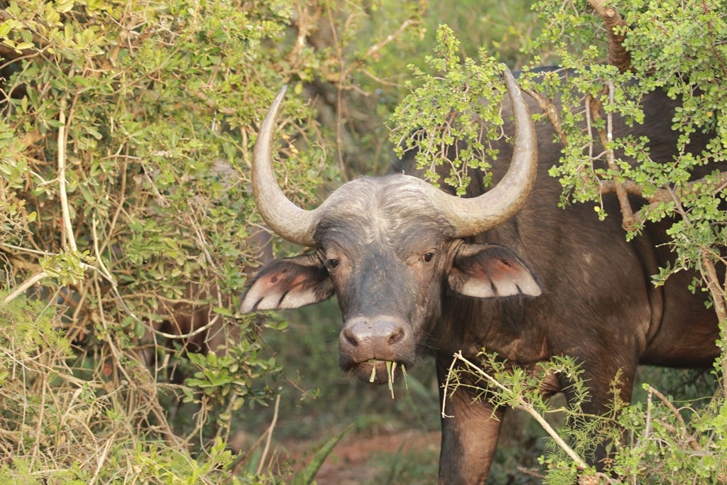 buffalo stares at the camera buffalo stares at the camera