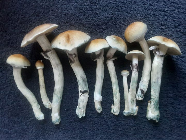 Huautla Landrace