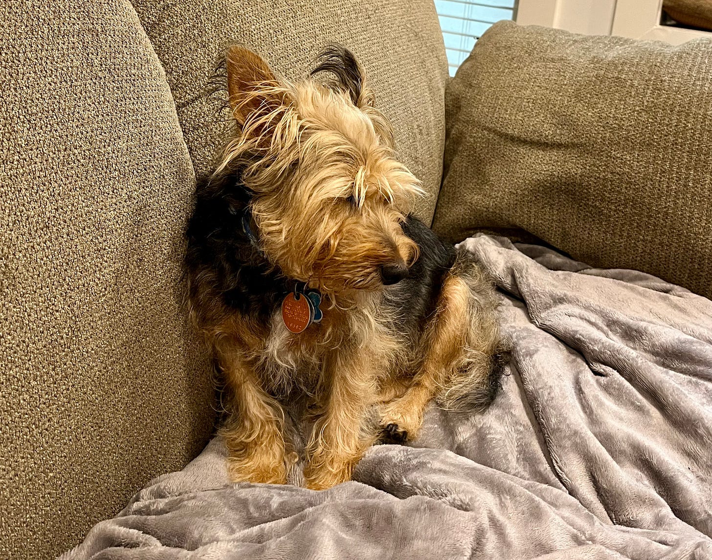 A tan and black terrier asleep while sitting up on a beige couch