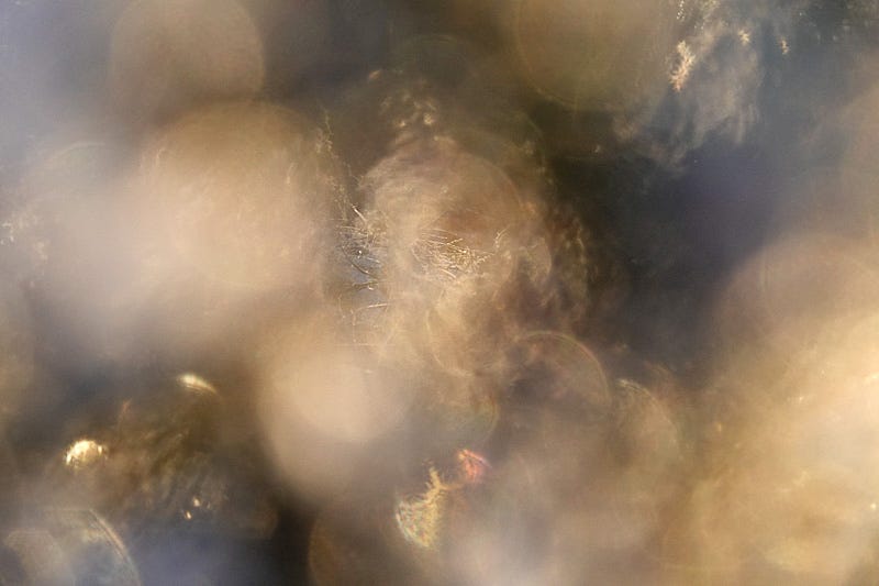 Bokeh and blur, gold and blue, within a backlit frosted clump of ling (Calluna vulgaris)