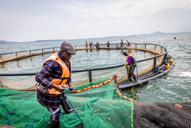Victory Farms grows the tilapia species of fish in Lake Victoria in Kenya. Victory Farms grows the tilapia species of fish in Lake Victoria in Kenya.