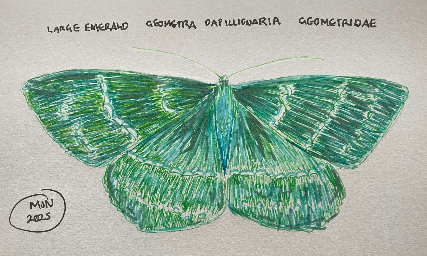 Felt pen drawing of a green moth, Geometra papilionaria, Geometridae