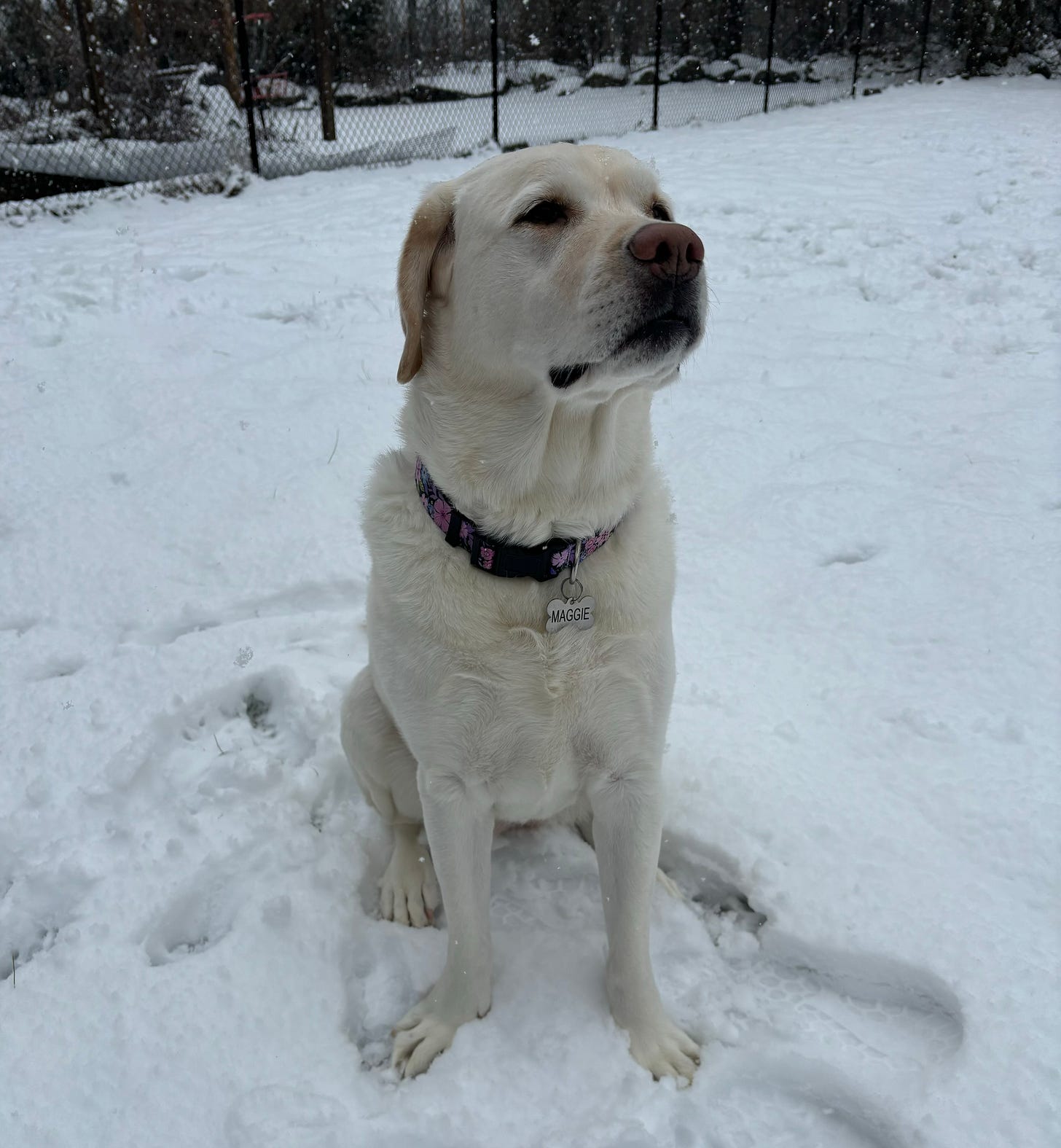 A yellow Labrador retriever sits in the snow and sniffs the air. She's cute and stoic looking. 