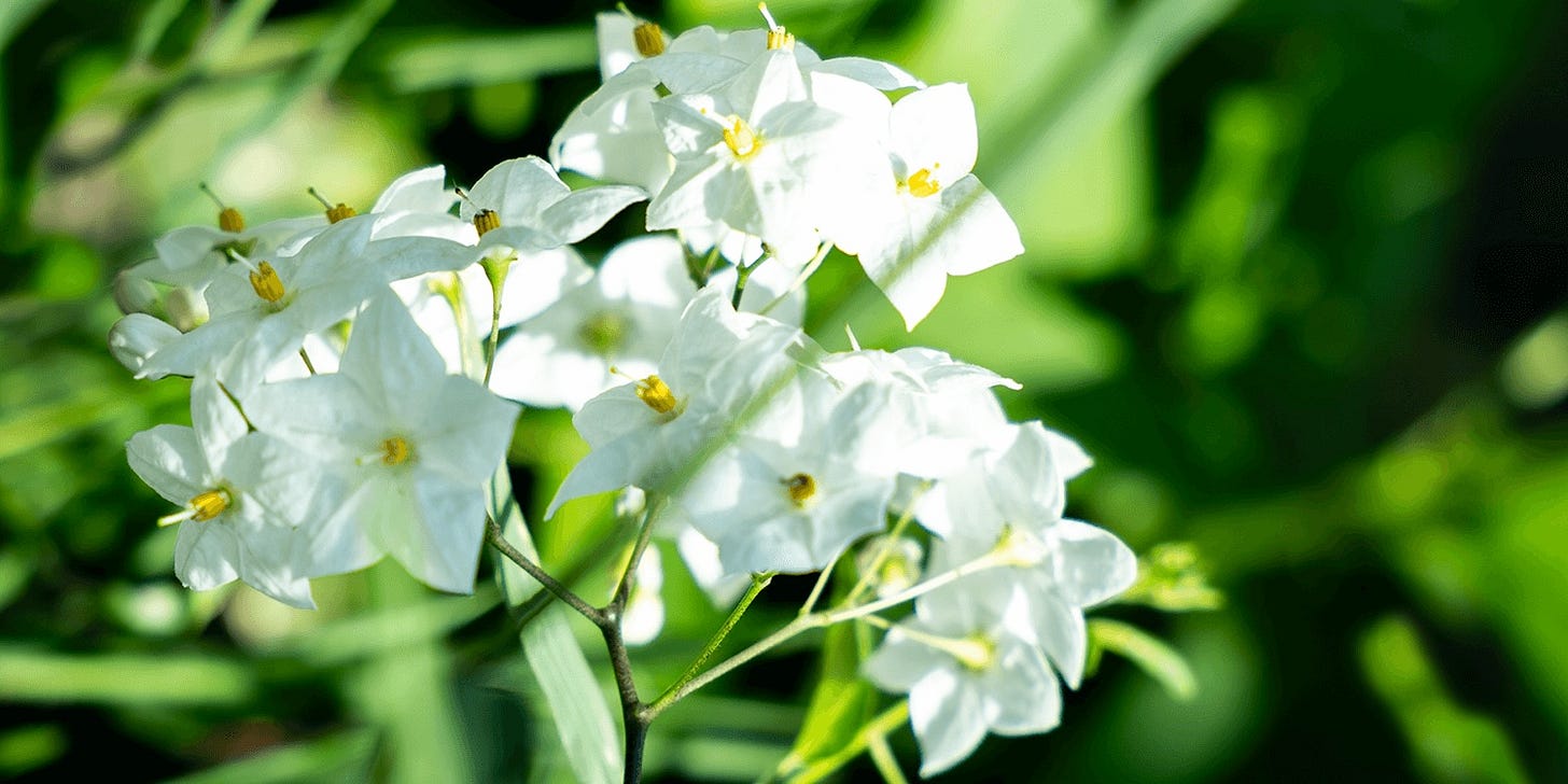 Jasmine flowers