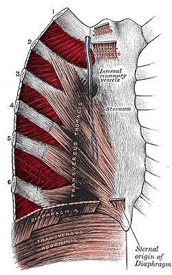 Intercostal-muscle.jpg Intercostal-muscle.jpg