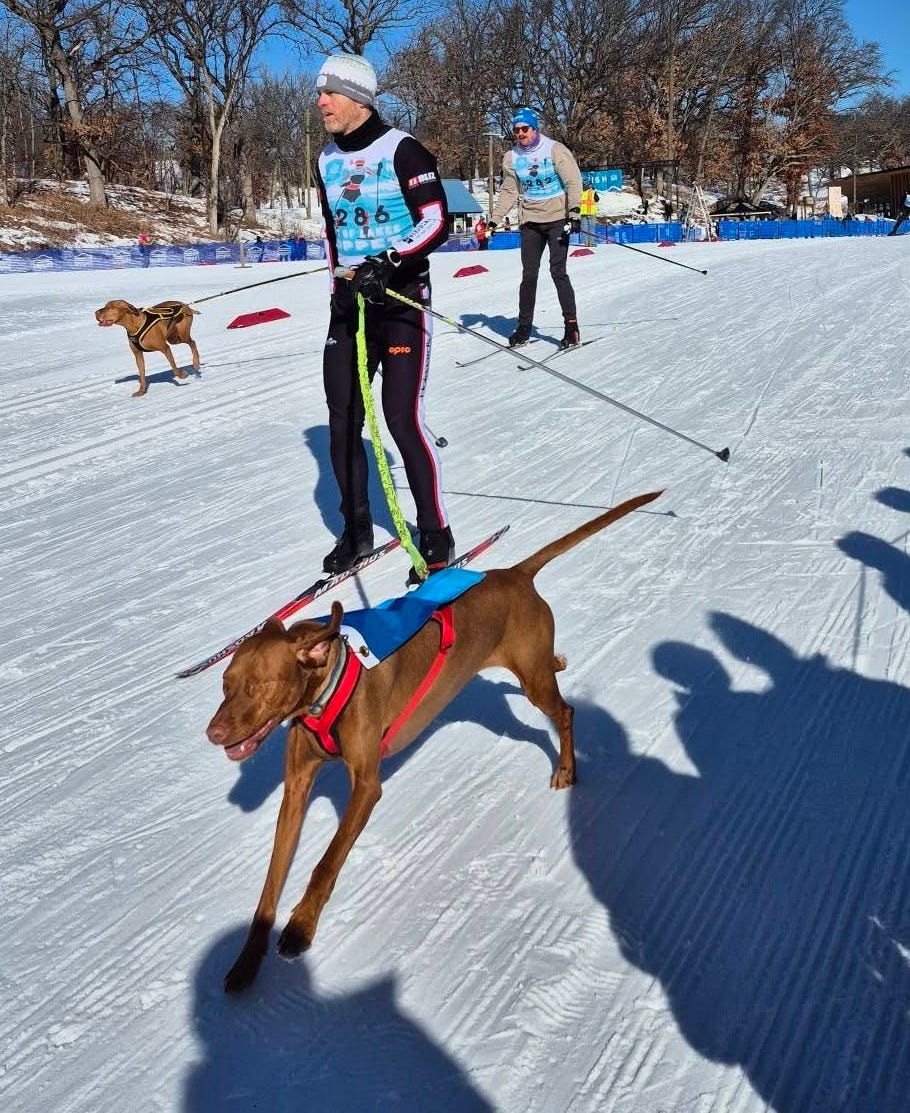 Lief, the one-eyed Visla, shows off his athleticism as he skis on the snowy slopes. 