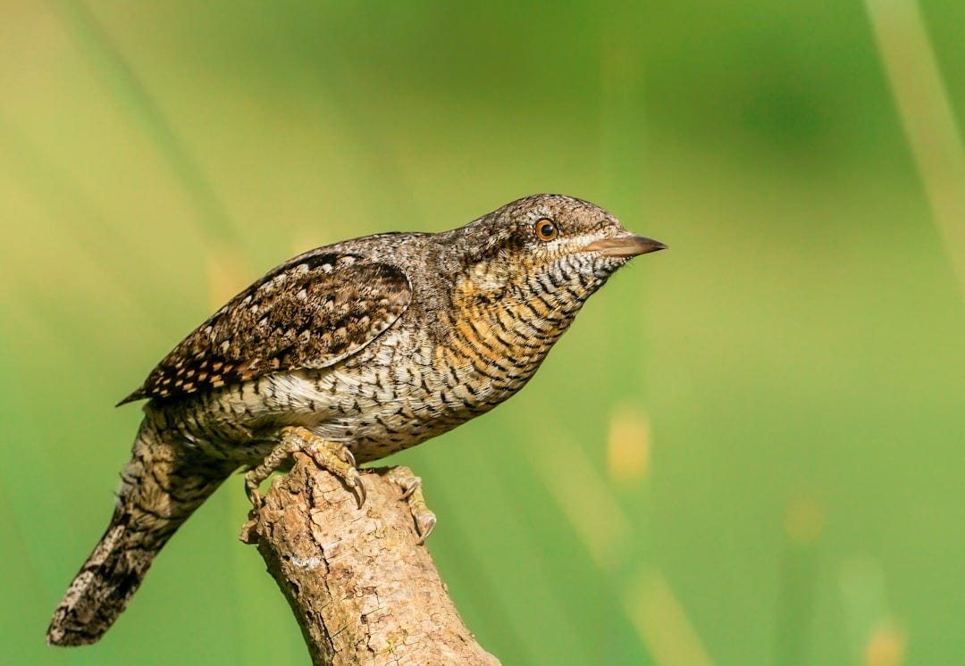 a small bird perched on top of a tree branch