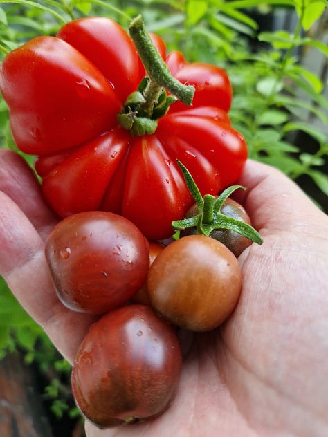 In the garden July; carrots, mangelwurzel, summer squash, mulberries, cucumbers, chillies, Korean mint, beans, tomato harvest