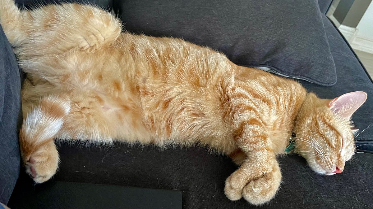Crazy Orange Cats - by Eric Fish, DVM