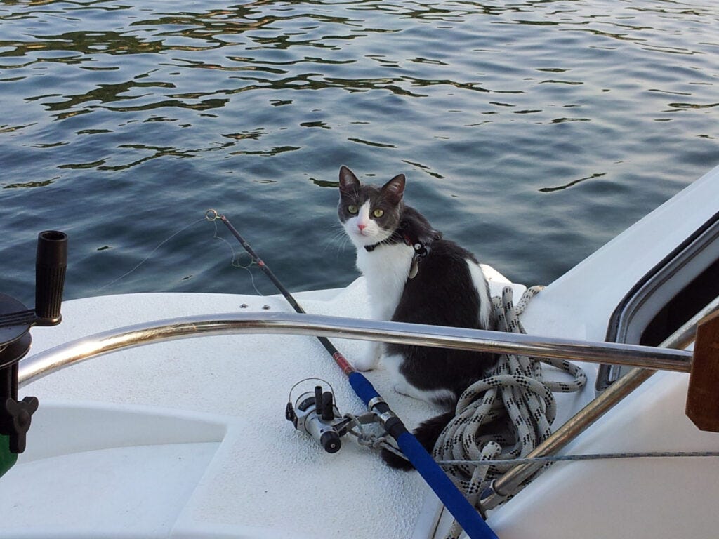 Manger du poisson peut il rendre intelligent ?