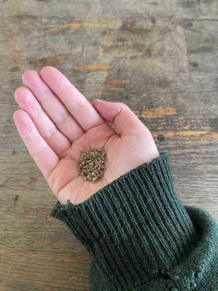 Spinaziezaadjes en kleine spinazie plantjes