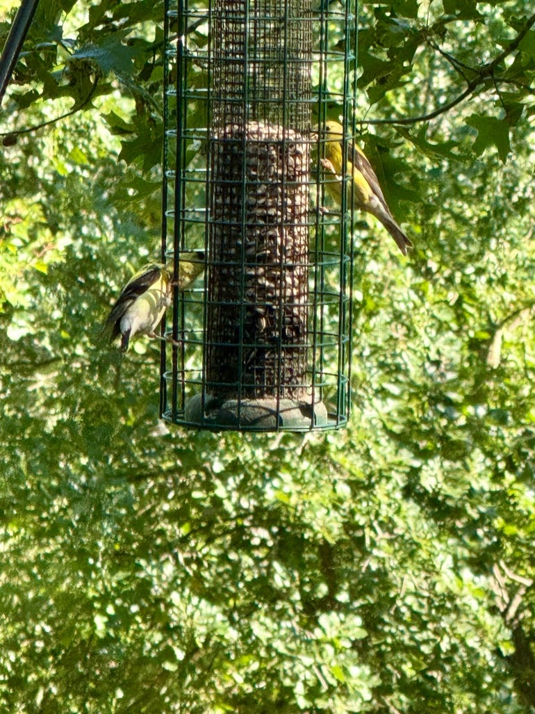 Birds on a bird feeder

AI-generated content may be incorrect.
