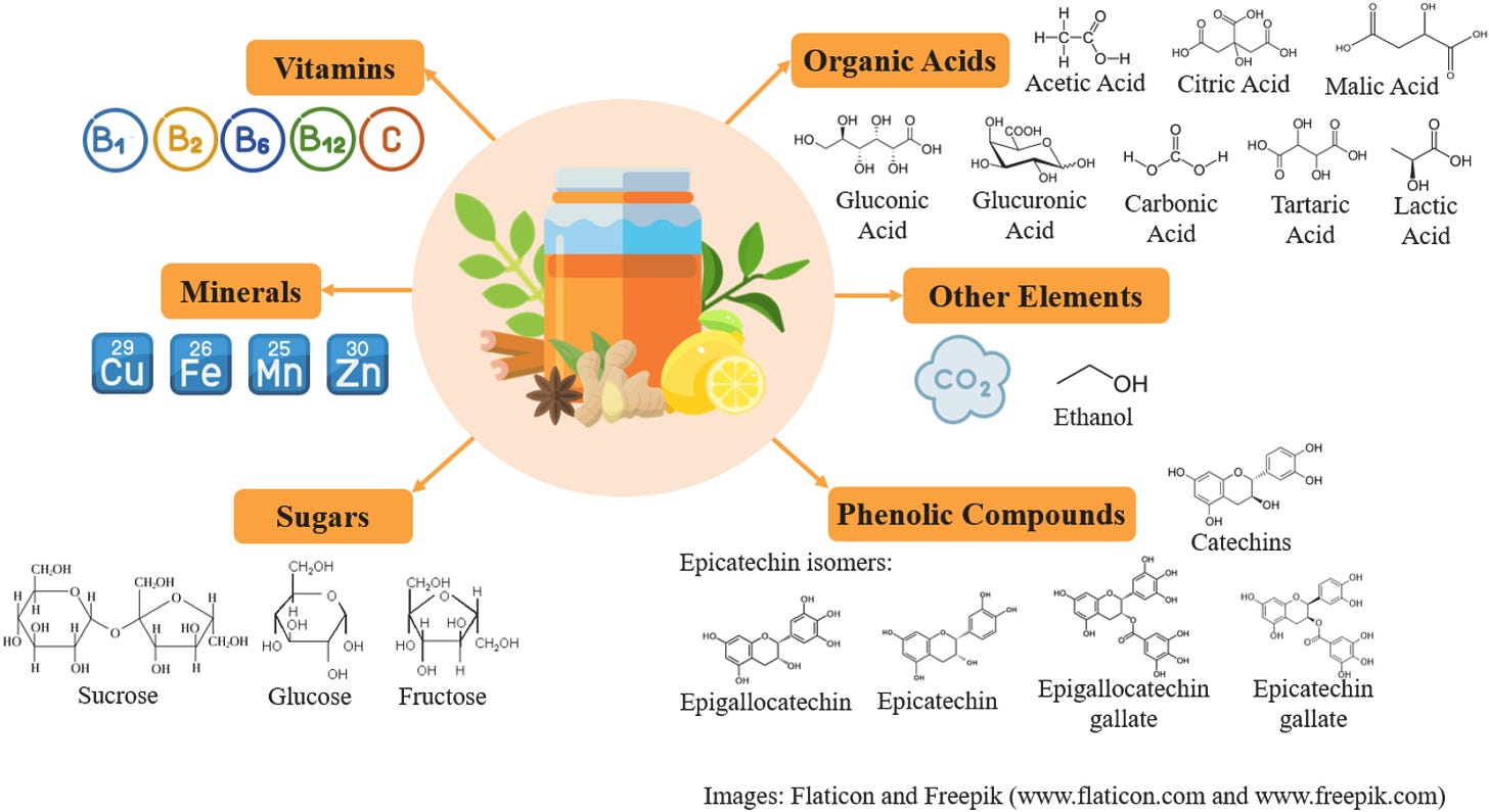 Kombucha chemical composition diagram showing organic acids, polyphenols, vitamins, and probiotics Kombucha chemical composition diagram showing organic acids, polyphenols, vitamins, and probiotics