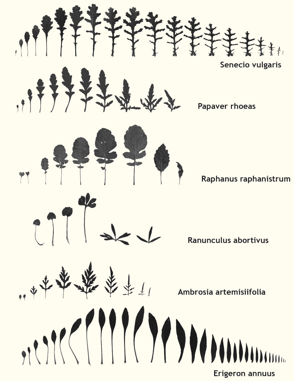 Goethe and the Evolution of Science — The Nature Institute