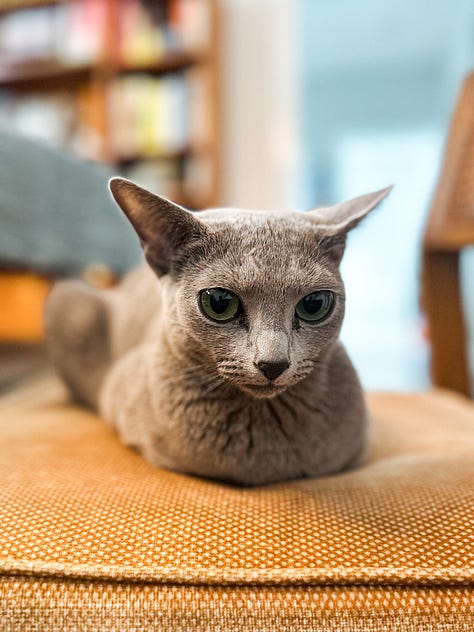 The photos of grey cats sitting like loaves.