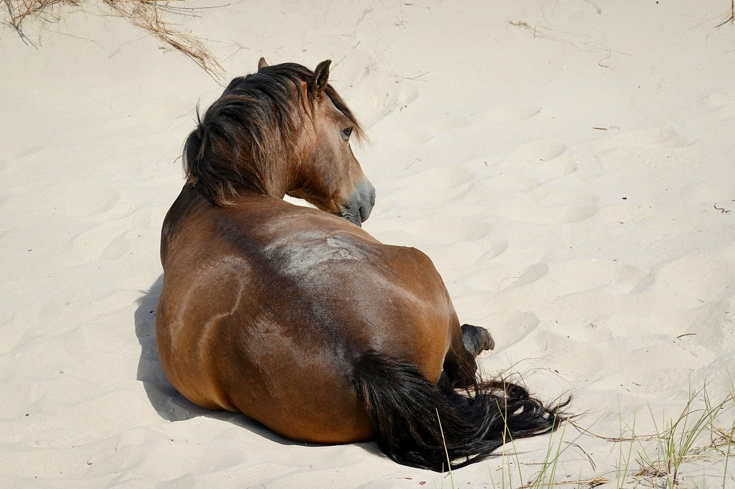 pony laying in sand