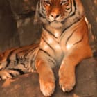 are you a milk-drinking tiger?