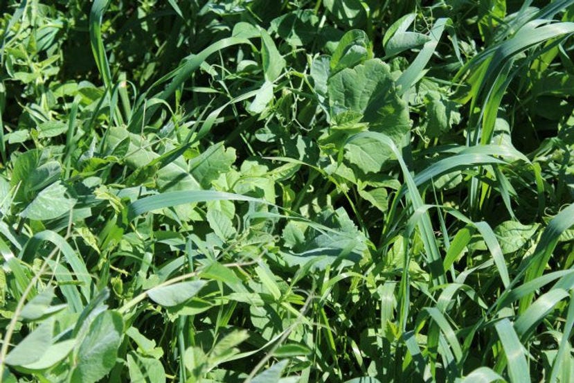 Cover crops, Menoken Farm, North Dakota