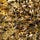 Just the Bees - R Honey Pots Substack