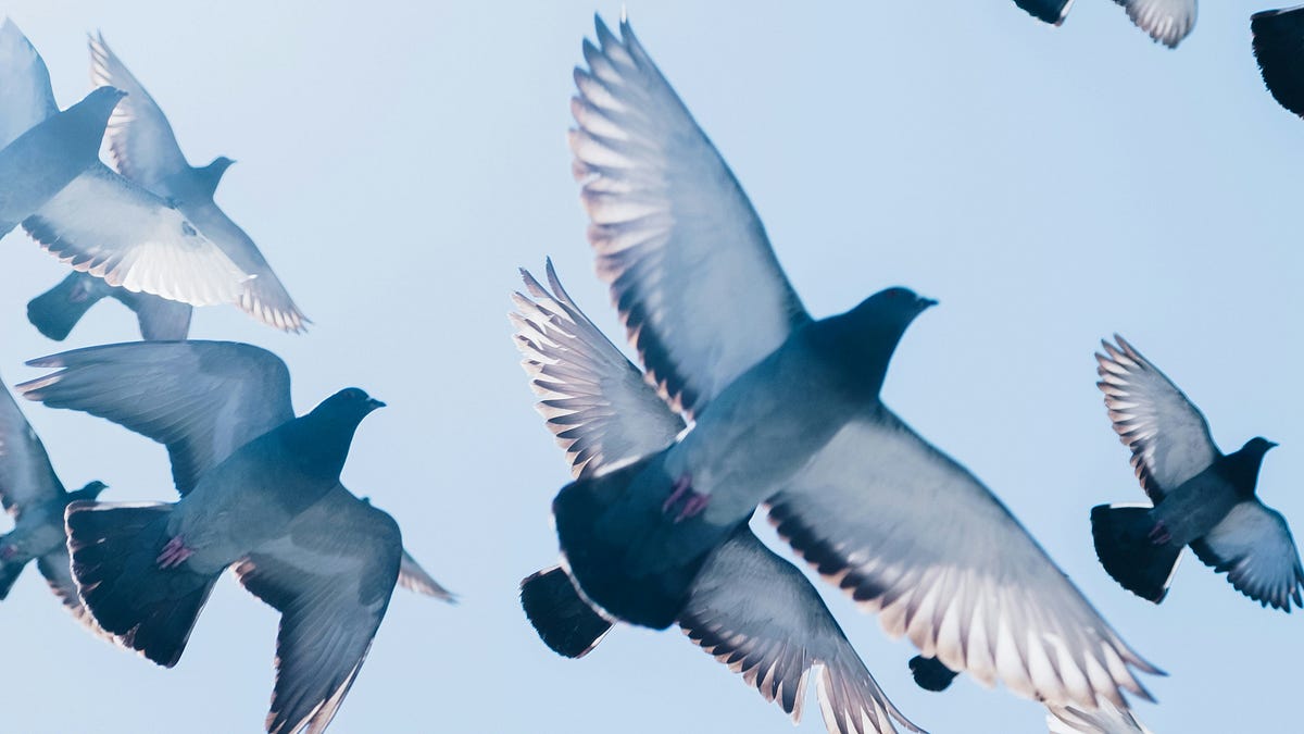 Pigeons sense the Earth's magnetic field—with their livers