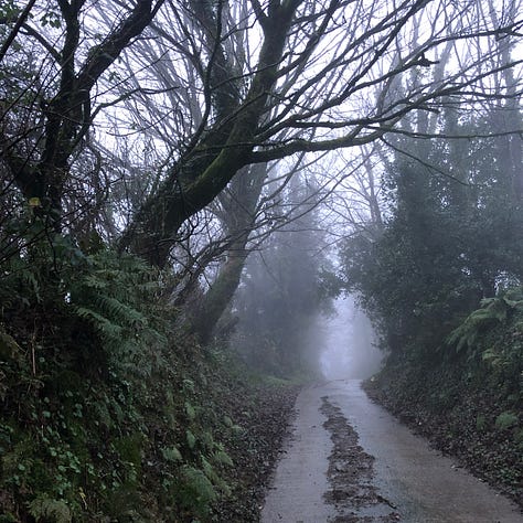 Caminos rurales de Pembrokeshire, con altas cercas verdes que, en algunos tramos, se cierran y convierten el camino en un túnel.