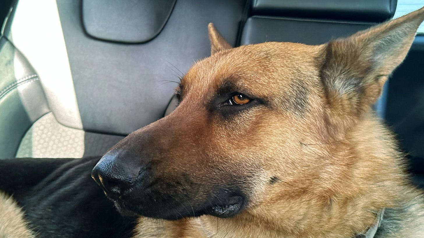 Driving home with Saint
