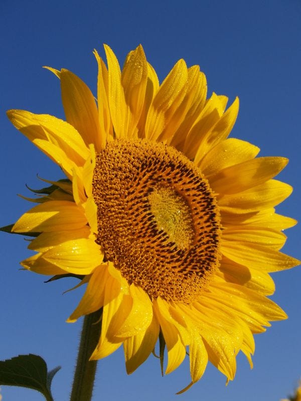 OH sunflower