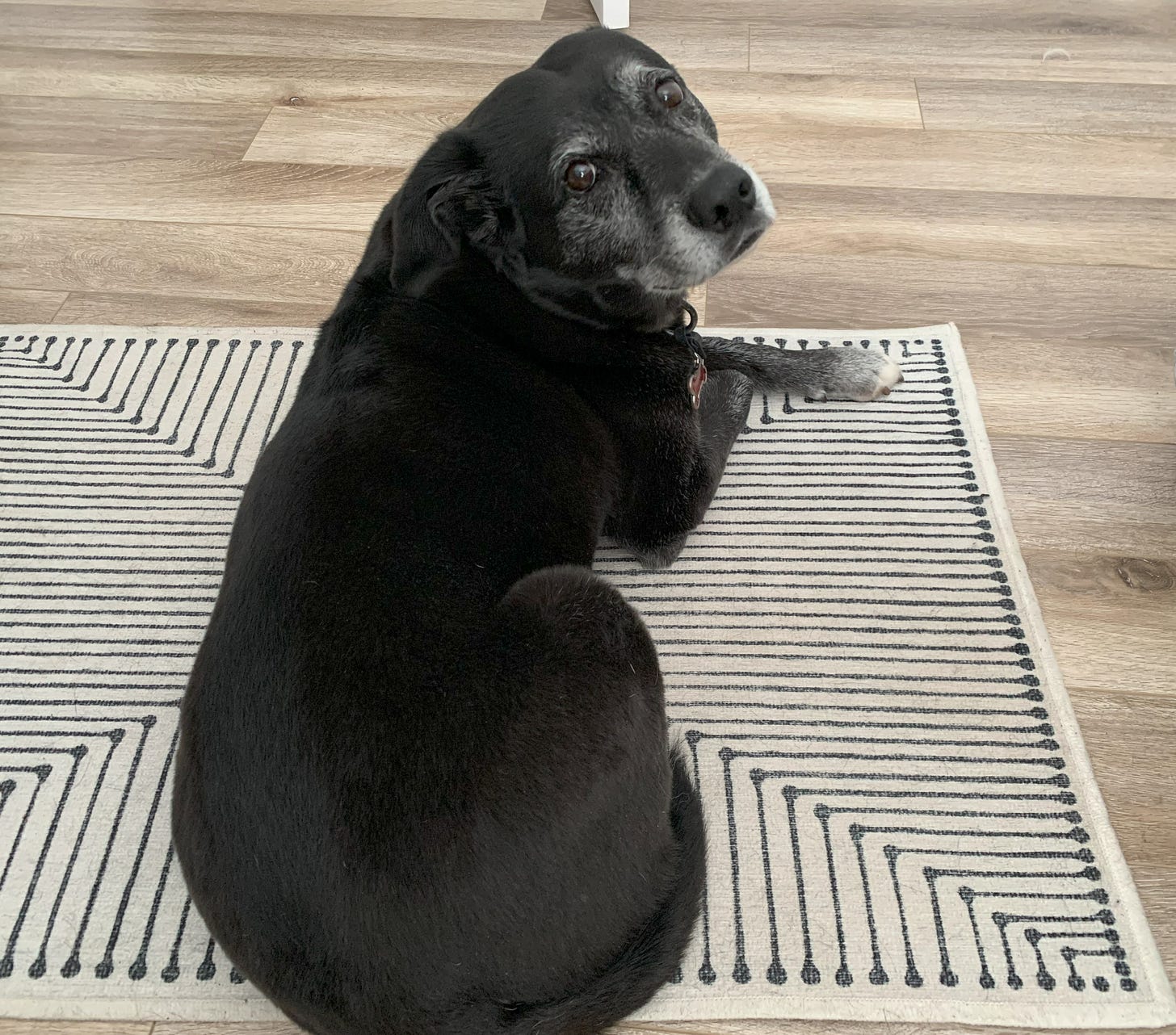 Senior black dog lying on geometric rug, looking back at camera