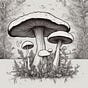 Wild Spore