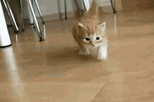 an orange and white kitten is walking on a wooden floor . an orange and white kitten is walking on a wooden floor .