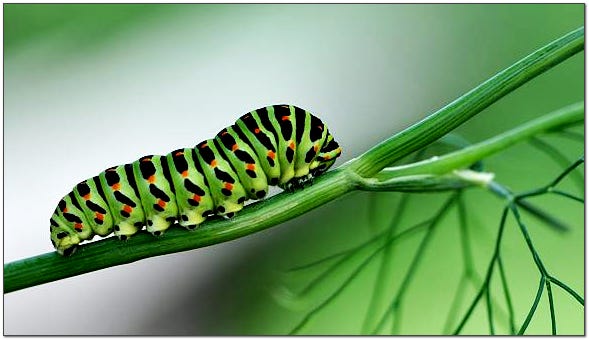 green and black catepillar