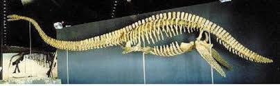 Plesiosaurus Disarticulated Skeleton - SkeletonsAndSkulls