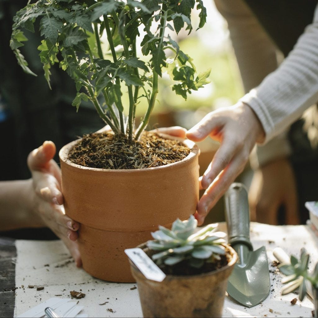 How to Grow Plants in Pots (Container Gardening 101) - Green Urban Living How to Grow Plants in Pots (Container Gardening 101) - Green Urban Living