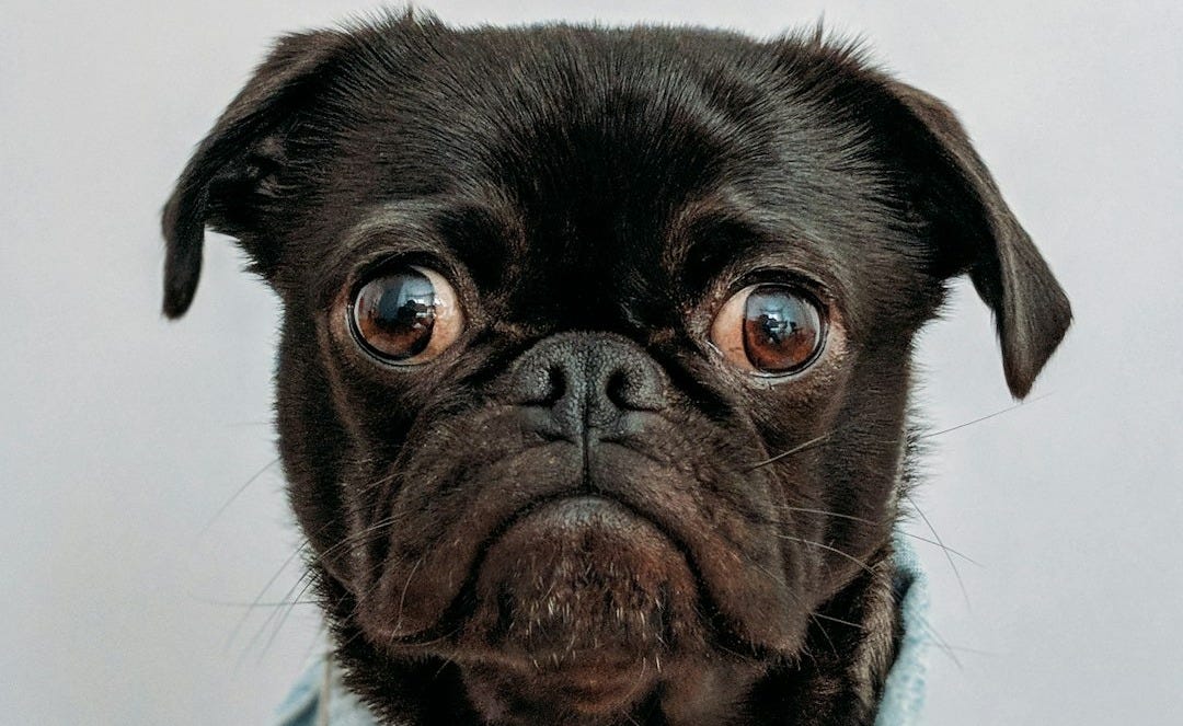 black dog wearing blue denim collar black dog wearing blue denim collar