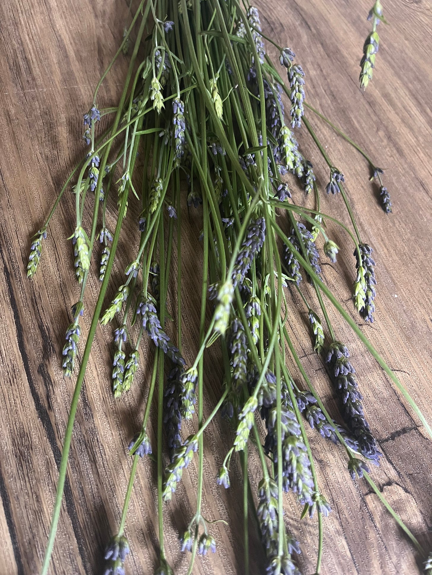 Freshly cut lavender
