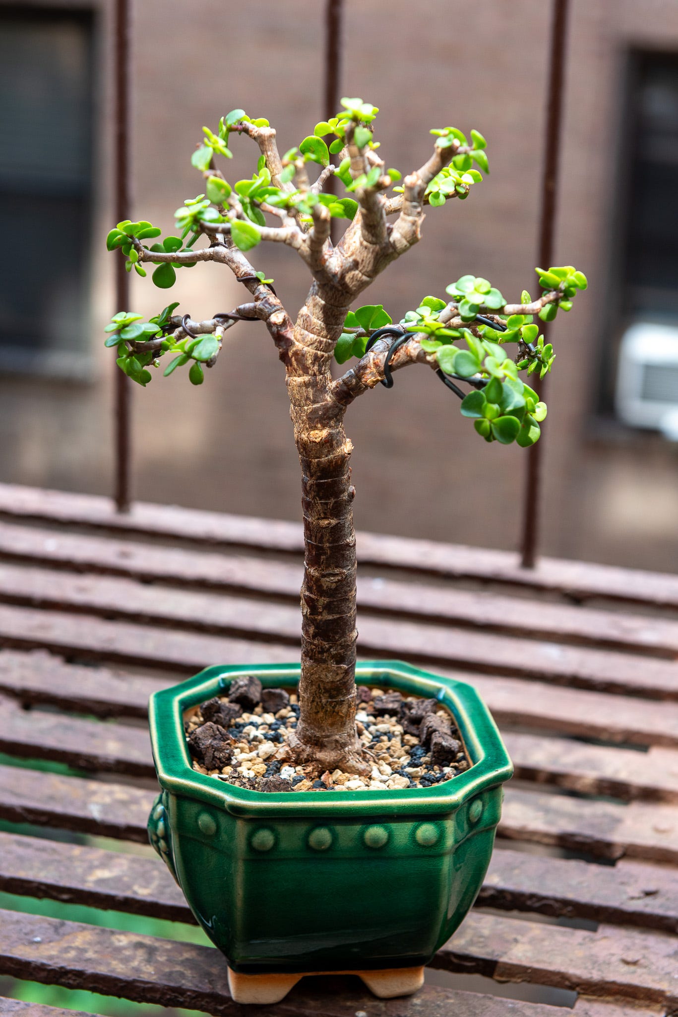 ID: Photo of pruned tree bathing in some sunlight