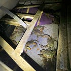 QLD cracks down on mud crab offences